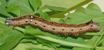 Achaea janata larva