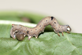 parasitsed larva