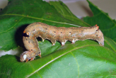 Achaea larva