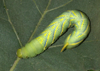 Acherontia styx larva