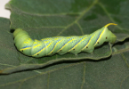 Acherontia styx larva