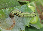 Larva