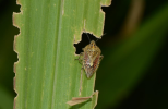 Adult on maize