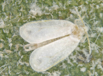 spiralling whitefly adult