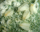 colony of whitefly adults