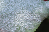 Spiralling whitefly colony