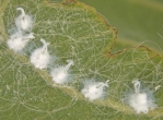 spiralling whitefly nymph colony