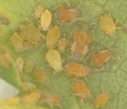 aphid colony