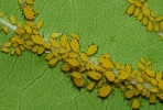 Aphis nerii