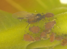 Aphid colony