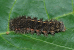 Artaxa larva