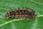 Artaxa larva