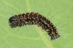 larva
