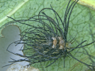 grub of Aspidimorpha sanctaecrucis