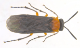 Mustard sawfly adult