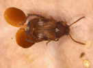 Callosobruchus maculatus adult