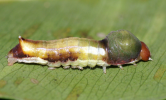 helmet larva