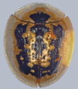 Cassida circumdata adult