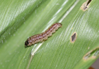 larva of Chilo partellus