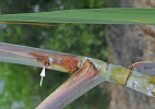 internode borer damage on sugarcane