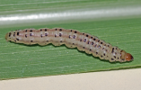 chilo sacchariphagus larva