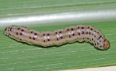 internode borer larva