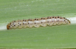 internode borer larva