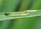 leaf folder larva