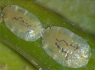 Coccus viridis 