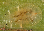 Coccus viridis 