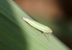 Sugarcane leafhopper