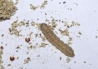 Corcyra larva