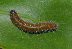 larvae