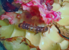 Anar butterfly larva