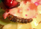 Anar butterfly larva