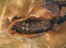 larva in tamarind