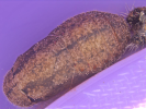 pupa of anar butterfly