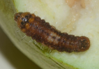 larva on guava