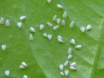 whitefly colony
