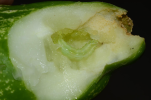 larva on cucumber