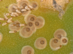Diaspis echinocacti