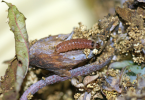 larva on castor