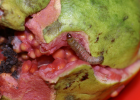 larva on guava