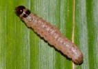 larva on cardamom