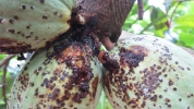damage on cocoa