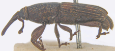 Adult in lateral view