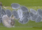 Drepanococcus cajani 