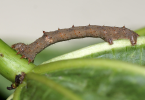 Paralellia larva