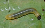 larva