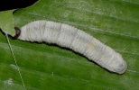 larva